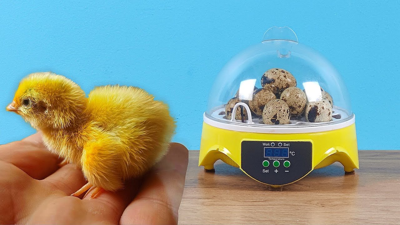 Что случилось с цыпленком из китайского инкубатора спустя месяц