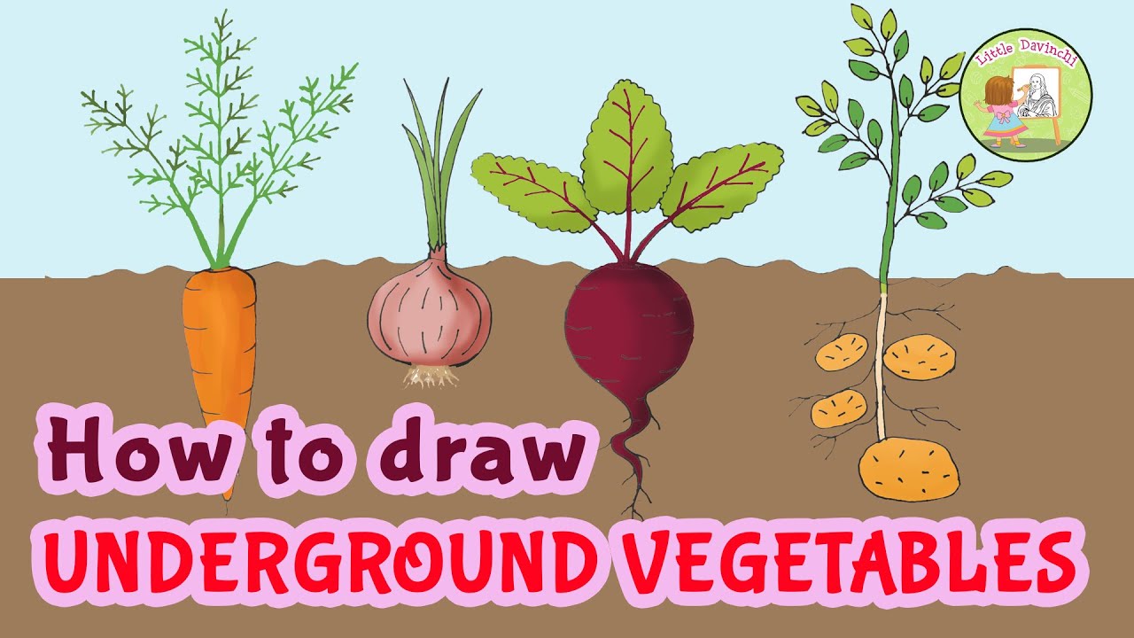 How To Draw UNDERGROUND VEGETABLES | Carrot , Onion ,  Beetroot, Potato l Easy  Tutorial for Kids