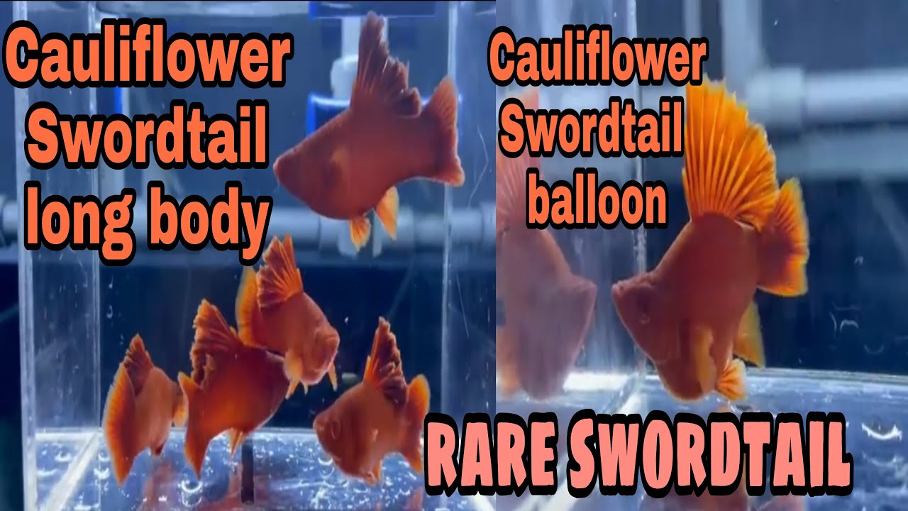 Balloon cauliflower swordtail & fire cracker cauli swordtail