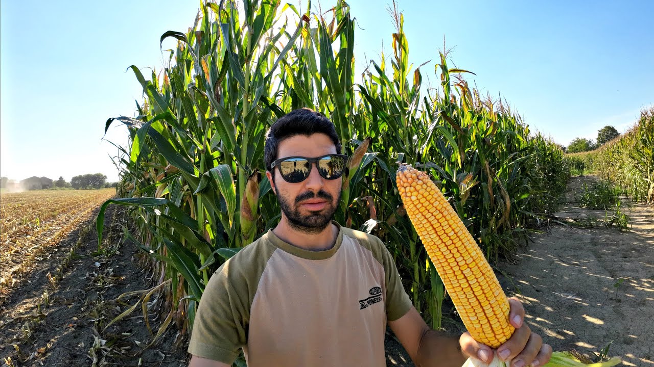 D19. SENZA CONCIME E SENZA ARATURA SI PUO' FARE UN BEL TRINCIATO?