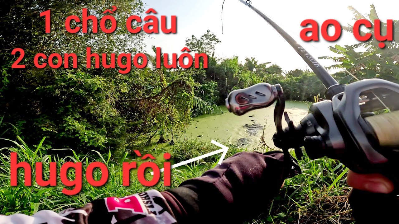 Quá bất ngờ với cái ao bèo lâu năm này rồi/câu cá lóc Gò Công|Thái Nguyễn fishing