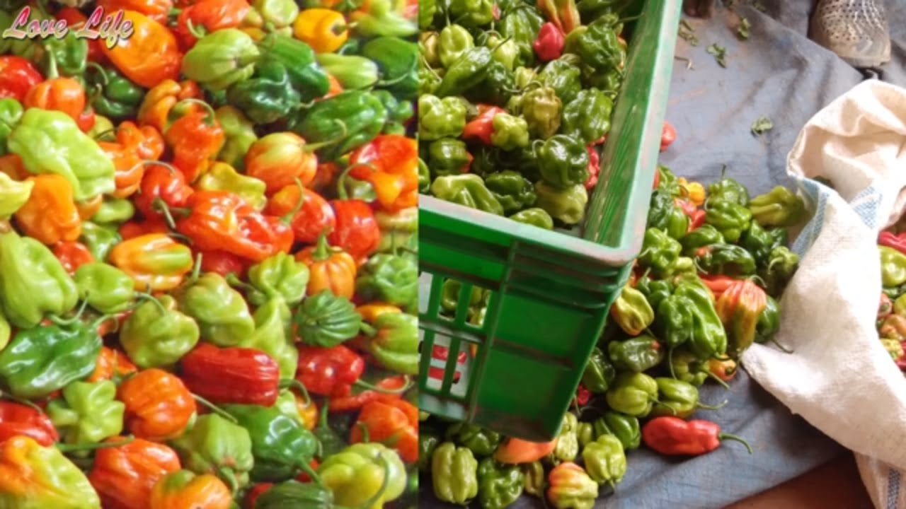 Growing Pepper in Uganda Part 6 | How to benefit from Pepper Farming | Why mulching is not preferred