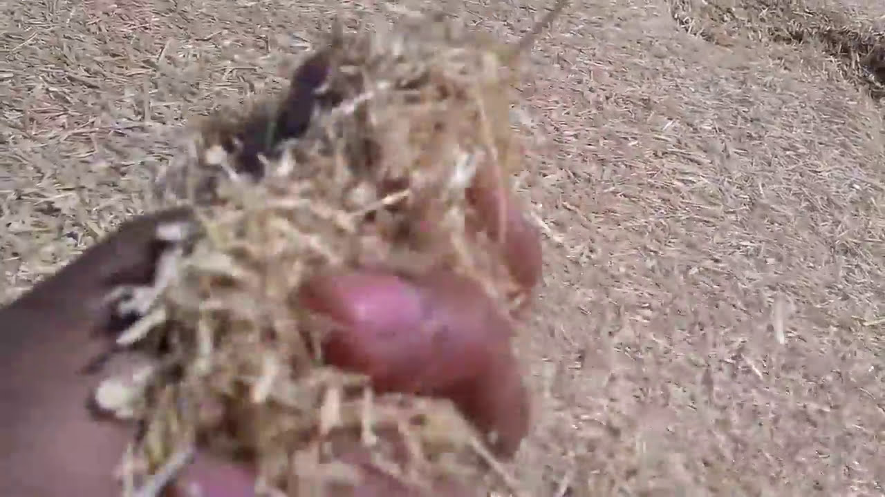 حصاد القمح من الالف الي اليااااء  _في مصر Wheat Harvesting