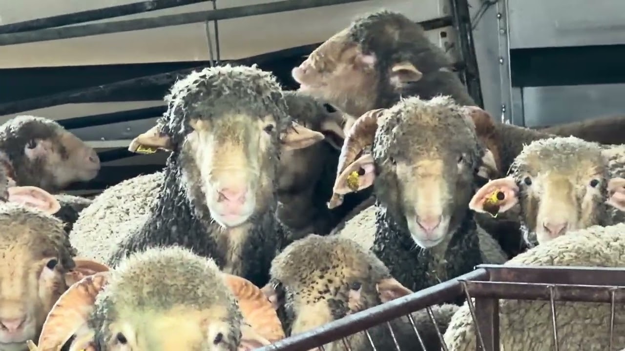 Animales que irán al concurso morfológico de Zafra 