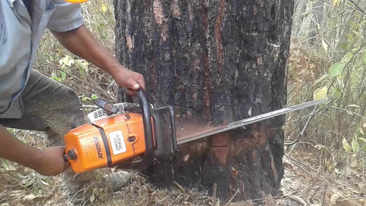 APEO DE ARBOL DE PINO CON STHIL MS 660