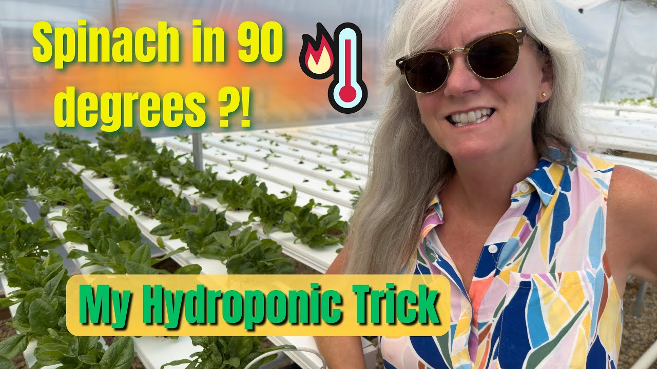 How to Grow Spinach in Extreme Summer | My Proven Hydroponic Method