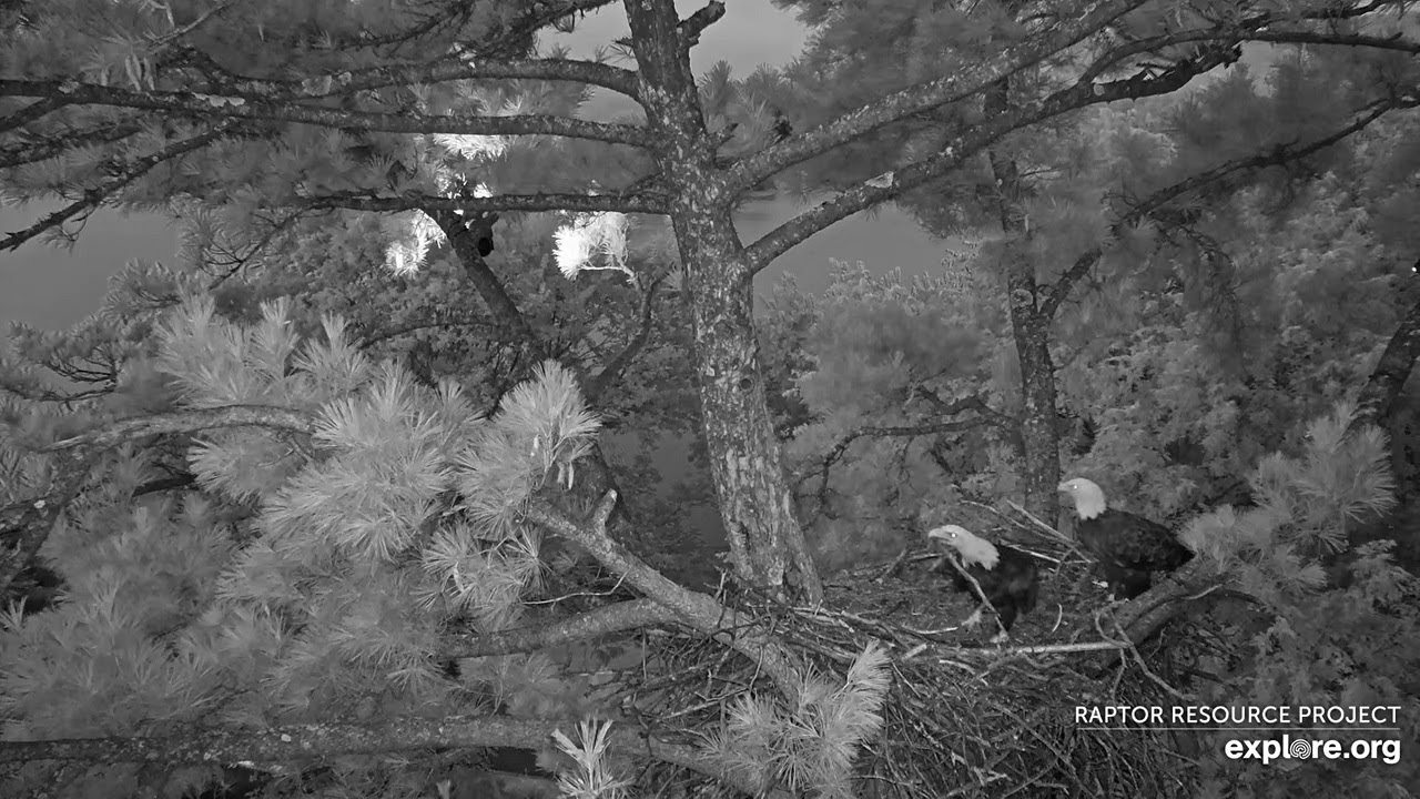 Trempealeau Cam: The nest visit -- 2025 08 02