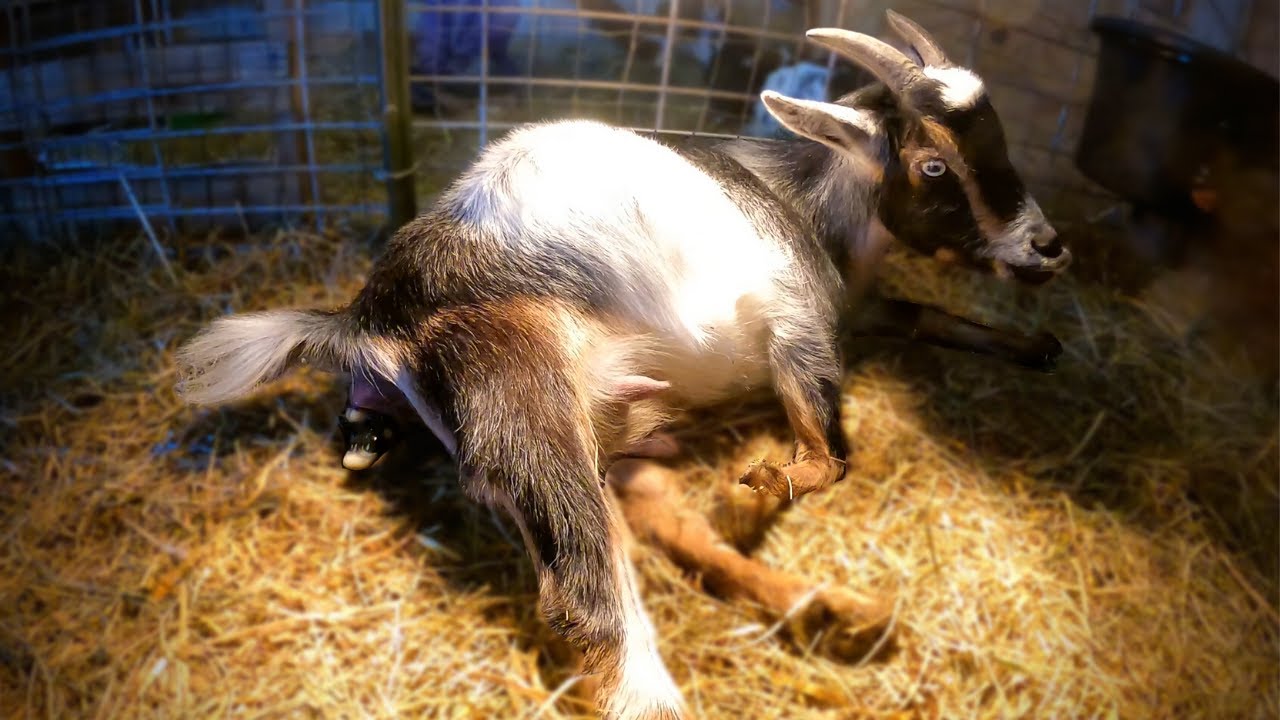 Textbook-Perfect Goat Birth--Eidolon's First Freshen!  WARNING: Graphic!!