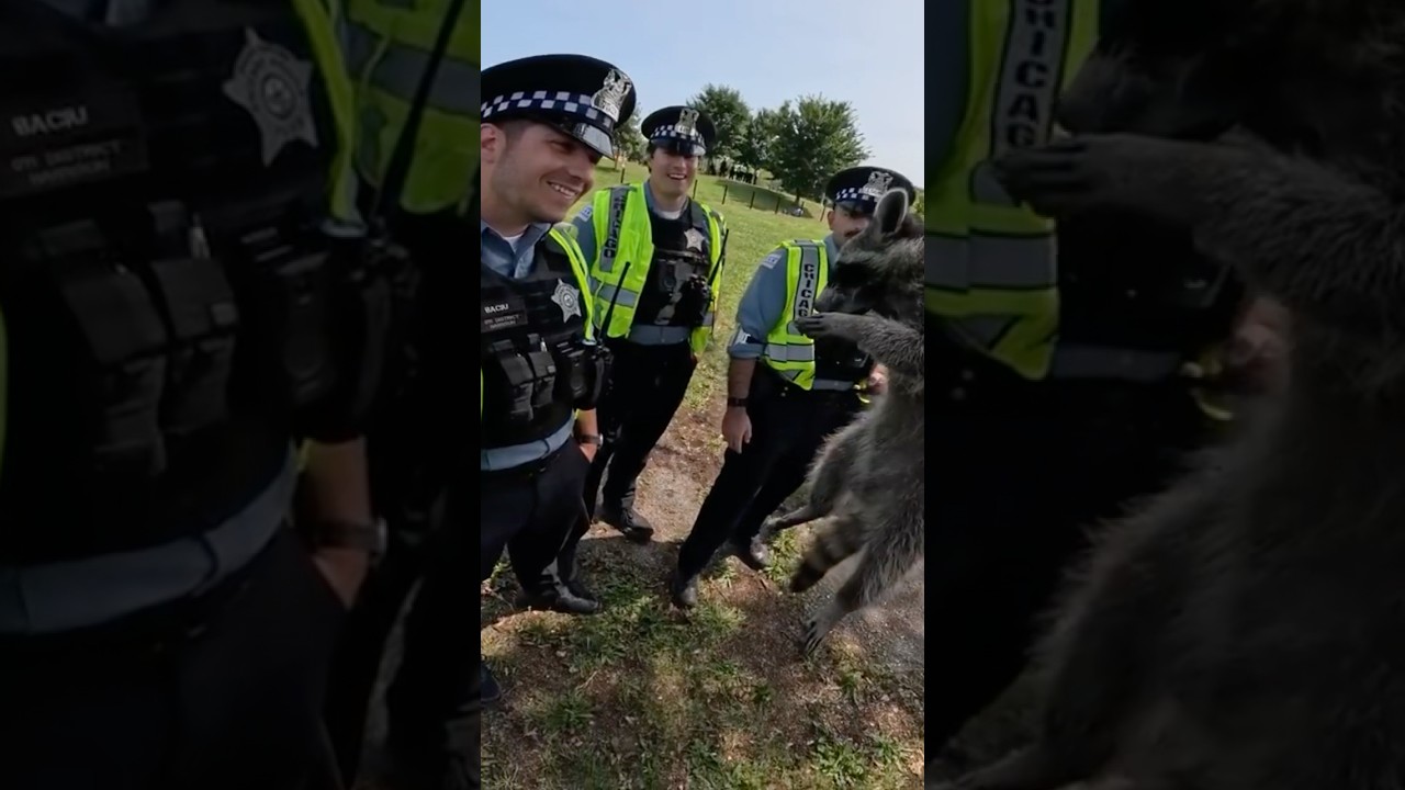 Police LOVE Raccoons!
