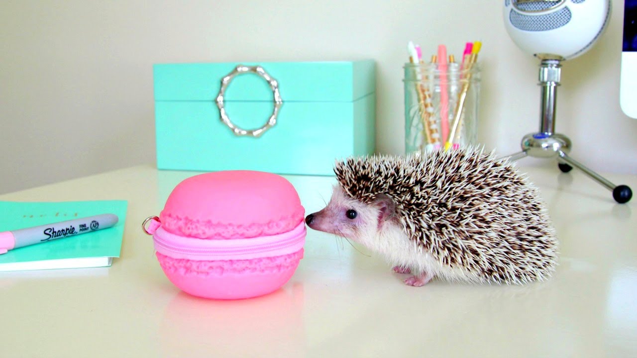 Cute Hedgehog Compilation ~ Hedgehog Escape & Giant Macaron