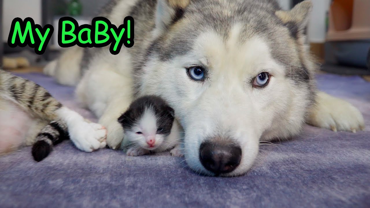 Husky Competes with Golden Retriever to Take Care of the Kitten!