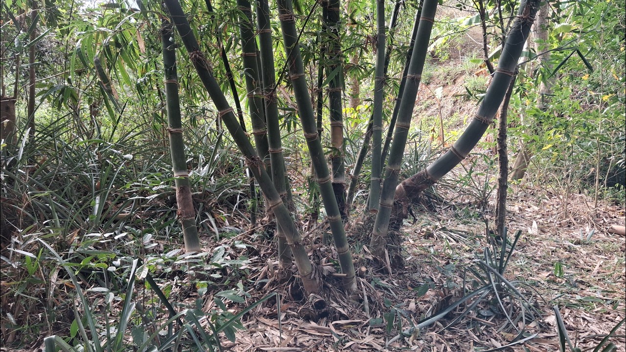 有勞有穫 砍了兩根兩年老竹