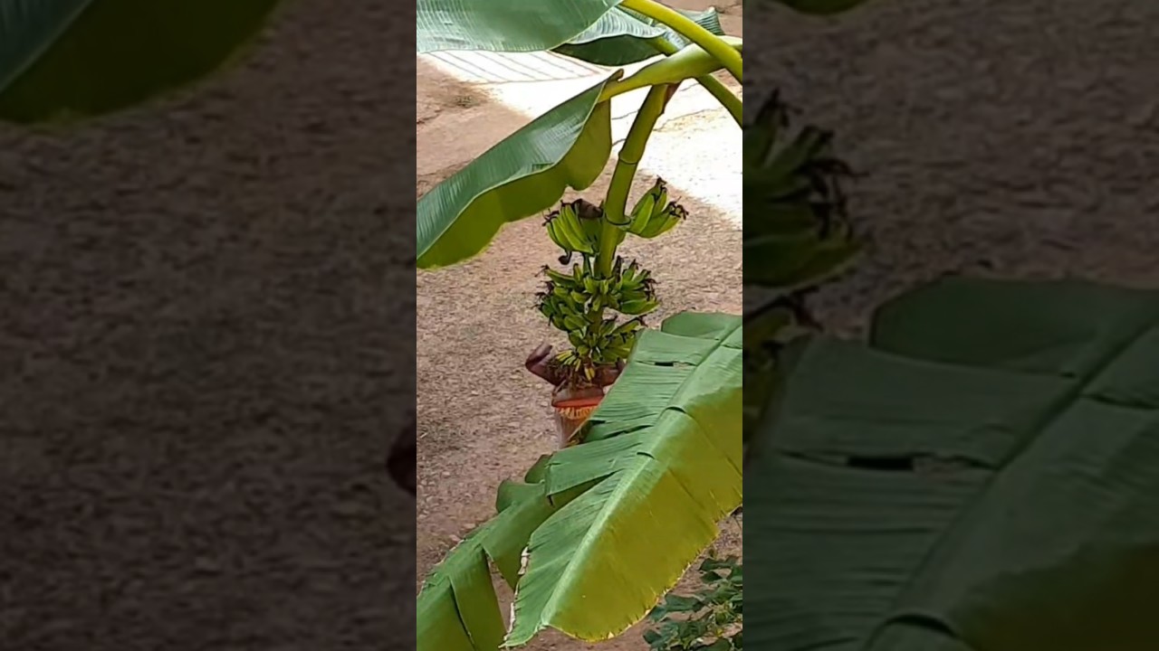 మా ఇంటిలో అరటి చెట్టుకి 🍌🌴 Banana Tree 