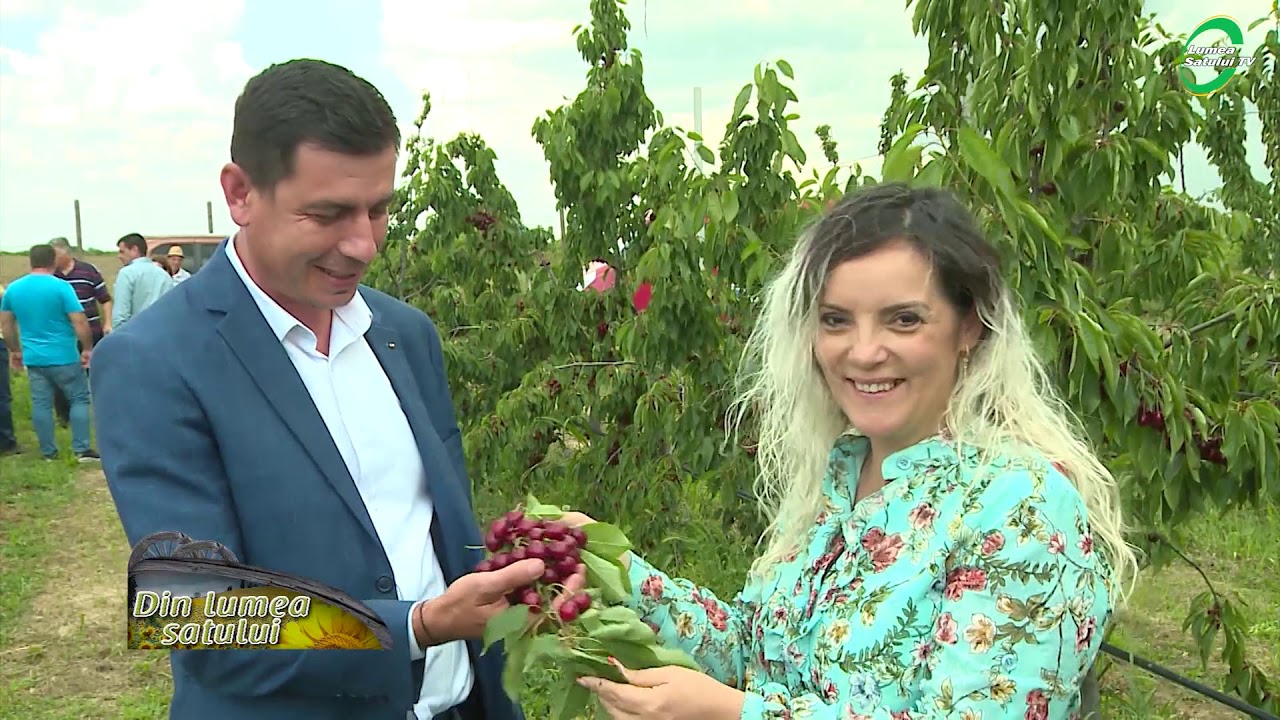 Care este secretul producției record de cireșe la Domeniile Ostrov