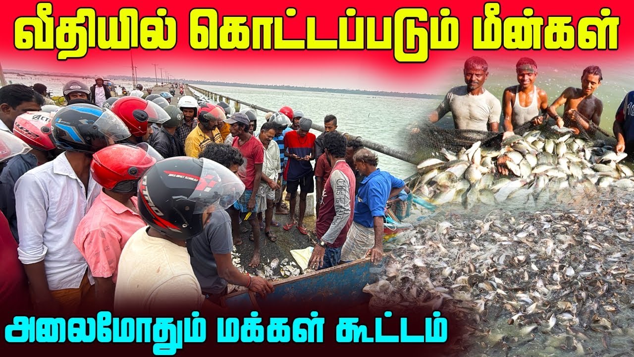 🛑 யாழில் திடீரென குவியும் மீன்கள்🐟 | அள்ளிச் செல்லும் மக்கள் | Jaffna Cuttent Situation | Sri Lanka