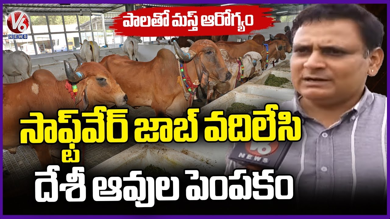 Desi Cows Farming By Kiran In Kurmalguda | Rangareddy | Ground Report | V6 News