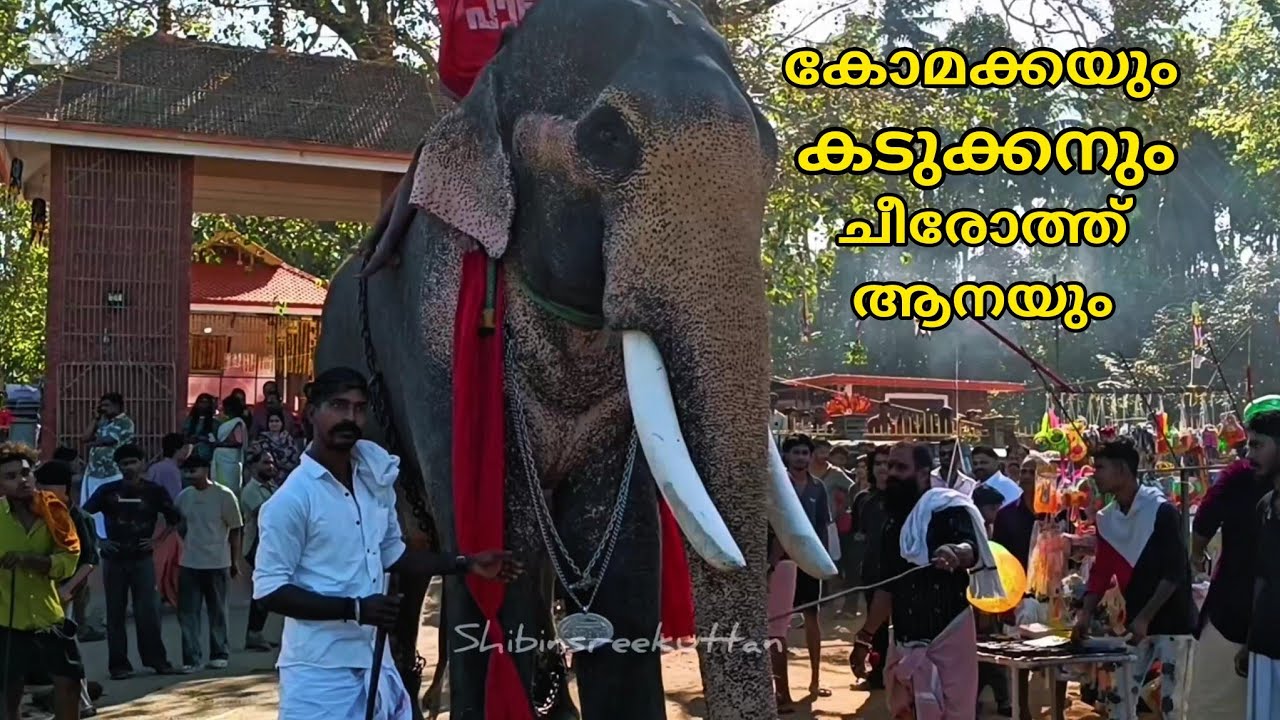 കടുക്കനും കോമക്കയും പിന്നെ ചീരോത്ത് ആനയും / cheeroth rajeev elephant 