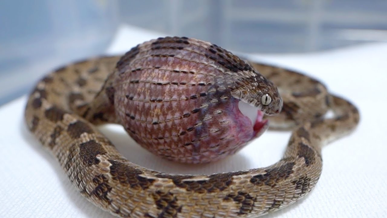 今まで飼育してきた中でダントツでヤバすぎる蛇