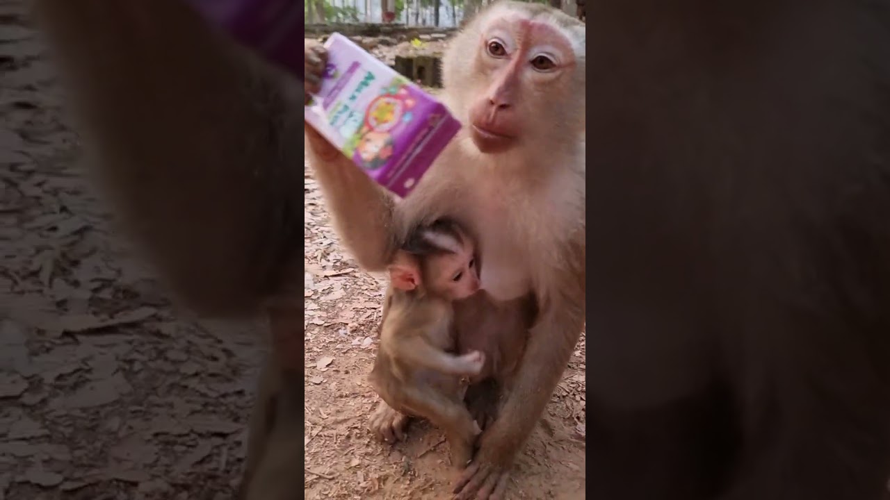 The activity cute baby monkey and mom care #shorts