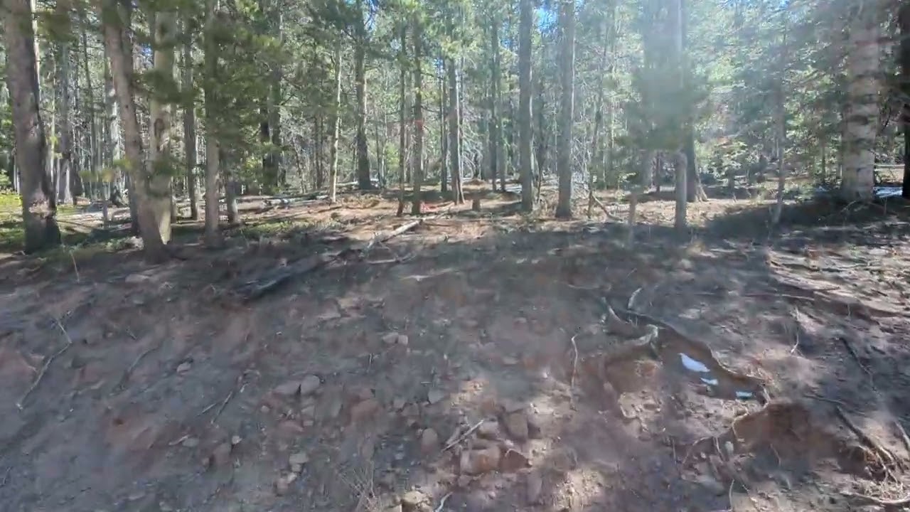 3323 Purnell 4.14 acres $20k - Beautiful forest in gated Forbes Park