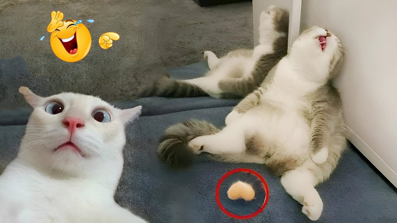 I’m 99.9% SURE You WON’T STOP LAUGHING 🤣 Funny Cat Moments 2026