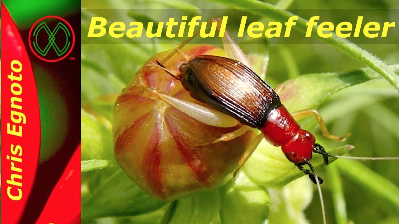 Red Headed Bush Cricket!! The most beautiful insect.