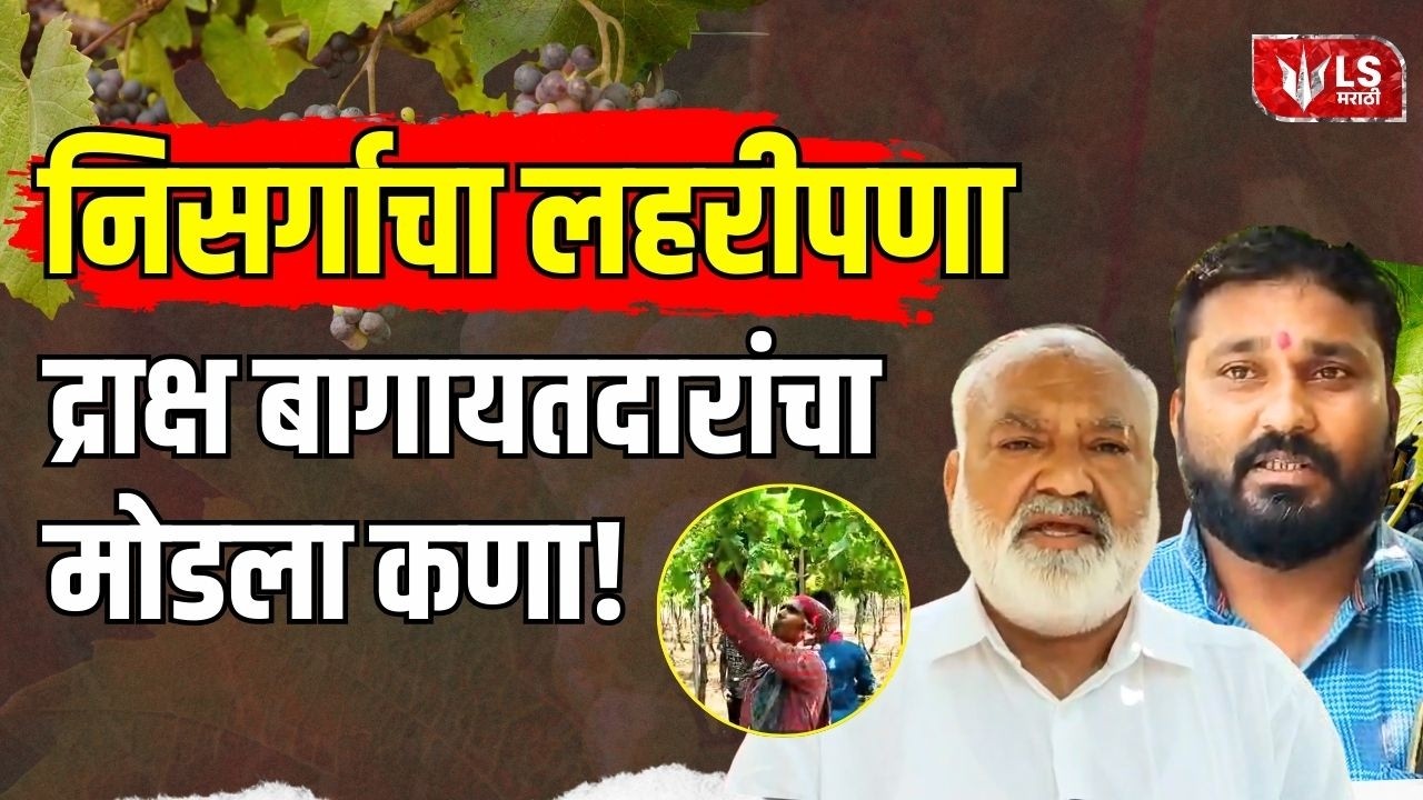 Malegaon | पावसाने द्राक्ष उत्पादनात घट, नेमका काय फटका बसला? | Grape Production Crisis