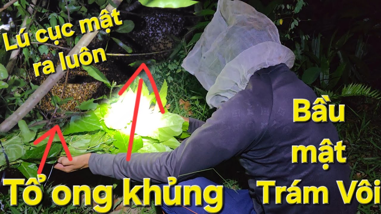 3 cha con liều mình hốt tổ ông khủng trong đêm. Bầu mật Víp trám vôi | Săn bắt SÓC TRĂNG |