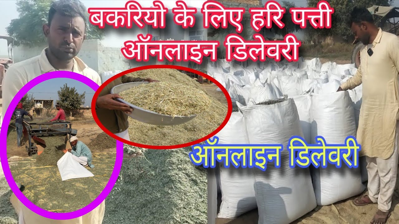 बकरे बकरियों के लिए गवार भूसा और हरी पत्ती बिकाऊ 