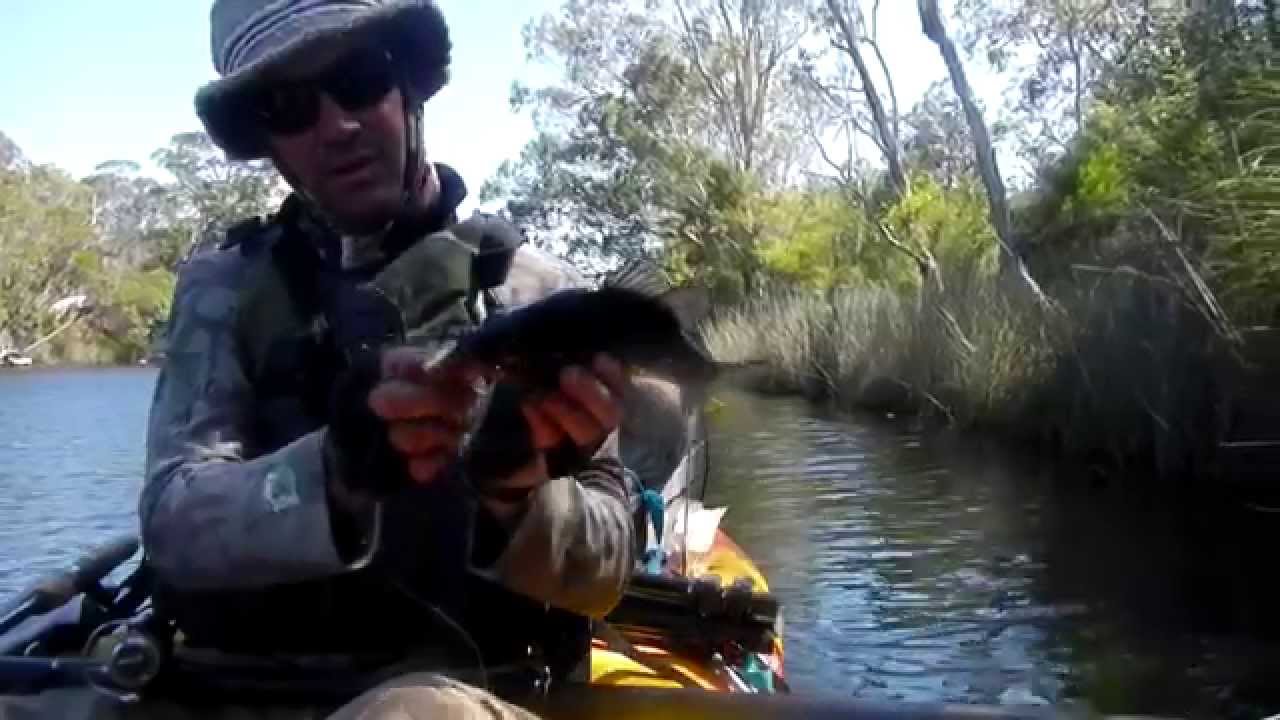 The Stained River - Australian Bass (Born)