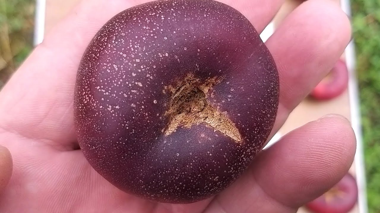 Нектарин інжирний Донат (Donut)