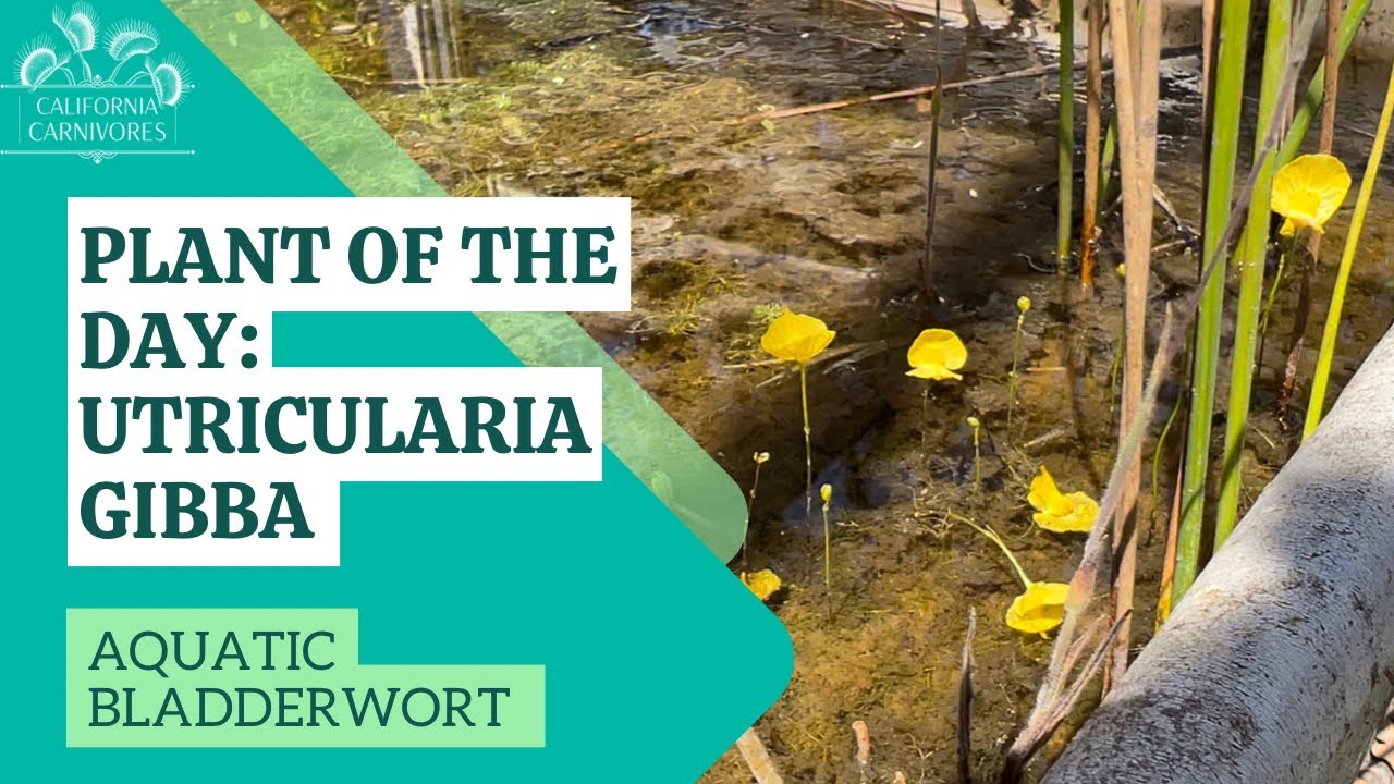 Plant of the Day: Utricularia gibba