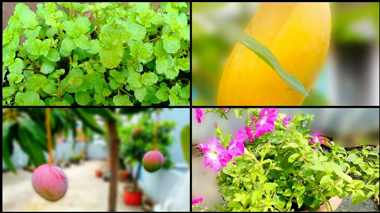 আমার ছাদ বাগান |Rooftop Garden Tour🌳🌴| Vlog-Tumpa's Recipes