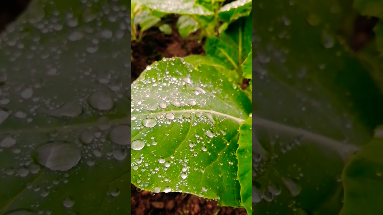 🌱#hortali&ccedil;a #fresca#couves  #agricultura #biol&oacute;gica💎 #vidanaro&ccedil;a #subscribe 👍