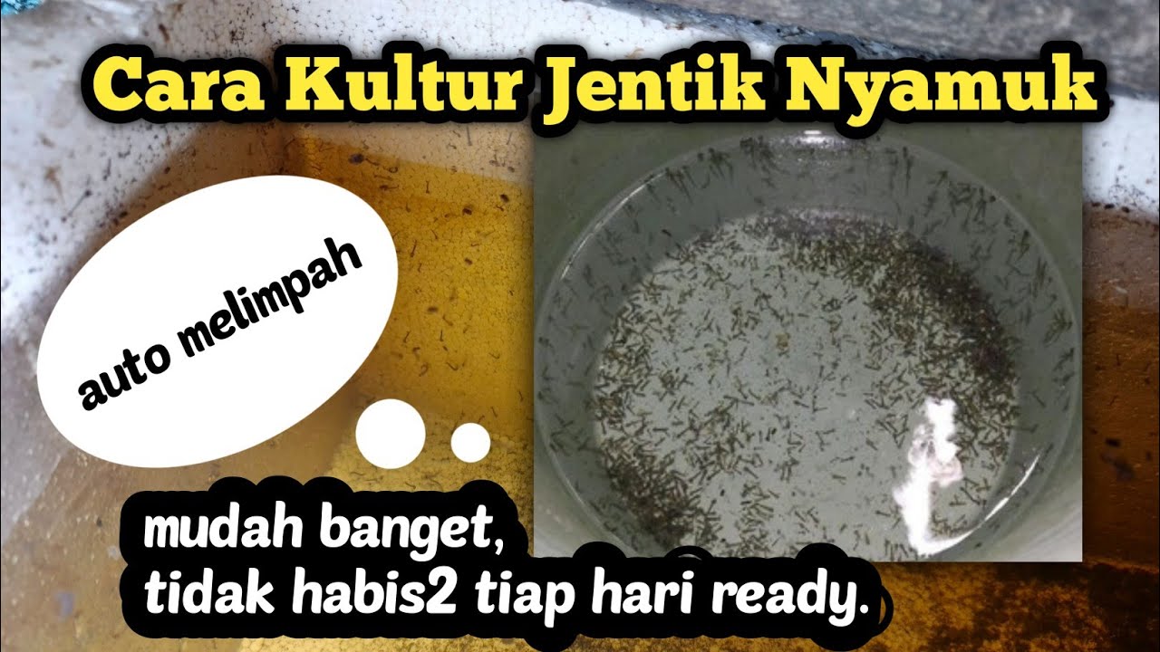 MUDAH‼️Cara kultur jentik nyamuk auto melimpah