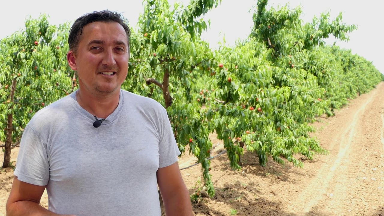 Domaćine kako radiš 06.07.2020. Breskva, nektarina, Lunjevac, Kruščica