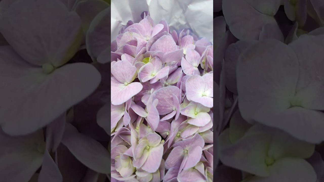 FRESH HYDRANGEA (CHINA)