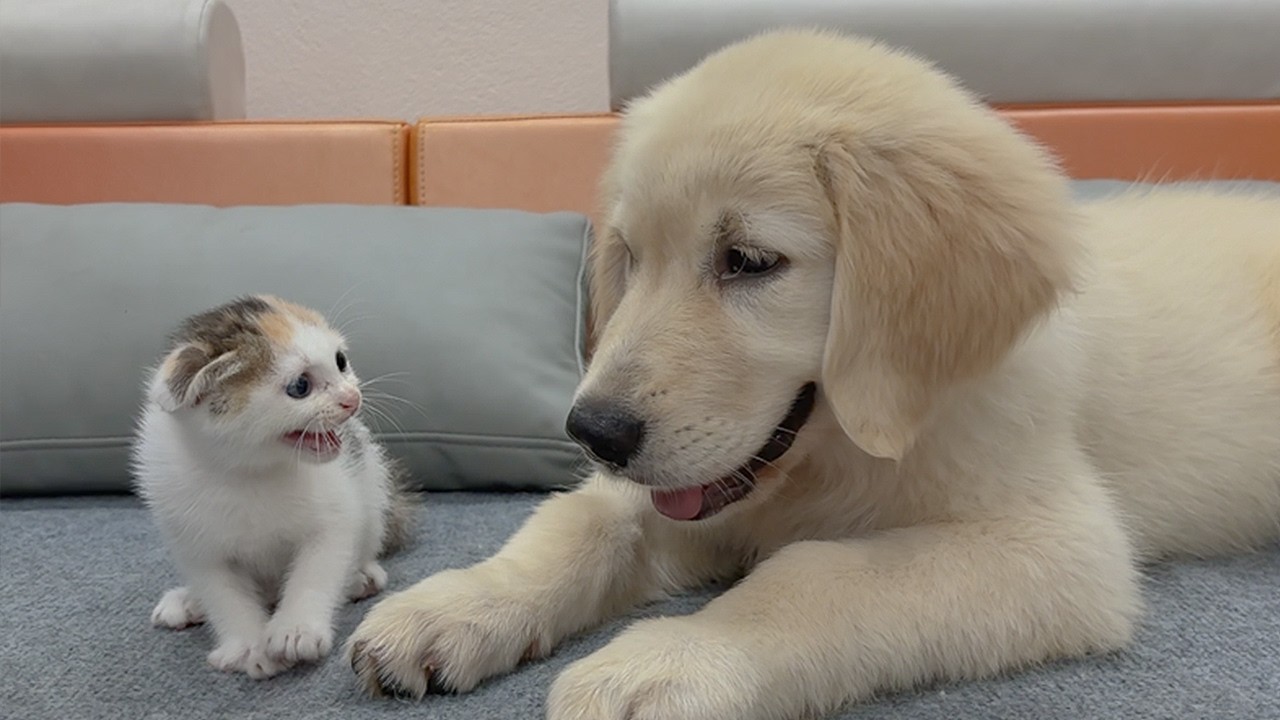 My Golden Retriever Heals a Terrified Rescue Kitten in Just 3 Meetings!