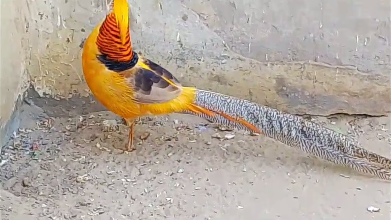 بہاولپور چڑیا گھر میں خوبصورت  پیرٹ ہاؤس دیکھیں