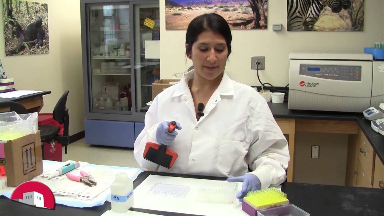 Dried Blood Spot Processing