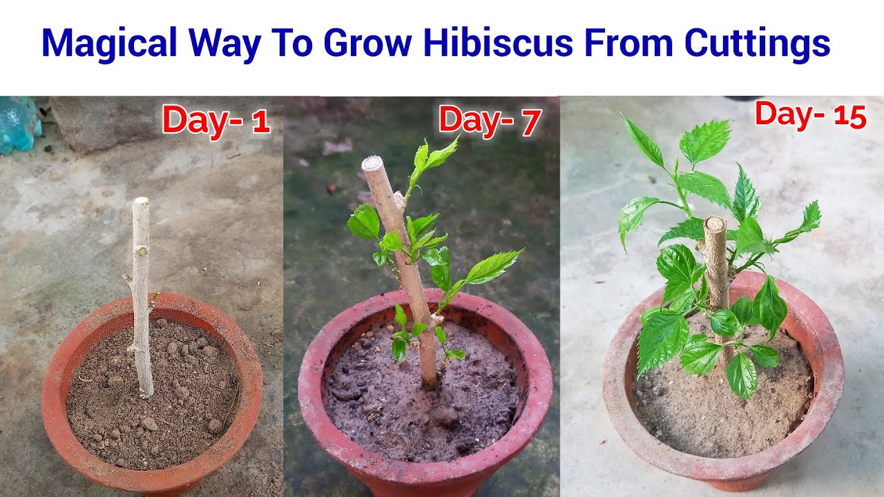 Easy To Grow Hibiscus from cuttings / how to grow hibiscus cuttings / hibiscus from cuttings