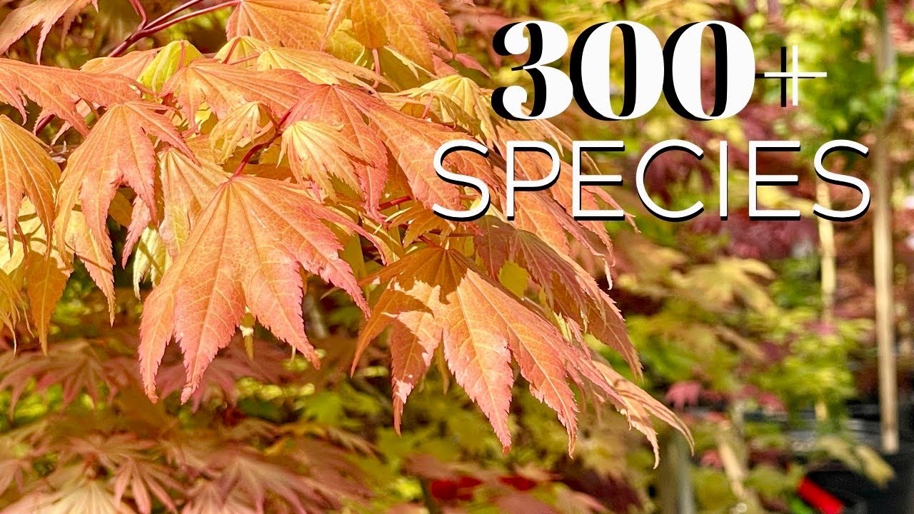 300 Species Tour | Japanese Maple Trees | PNW | Zone 8b