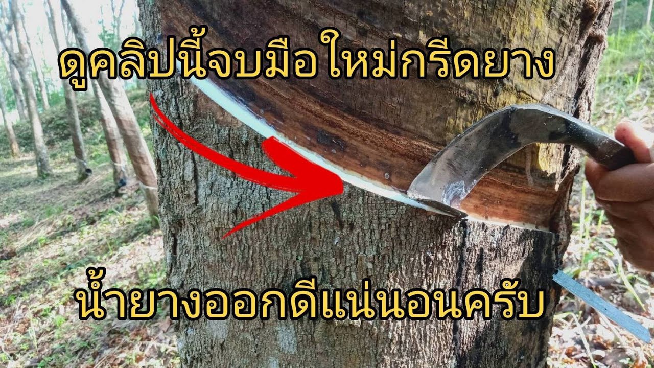 กรีดยางพารา ด้วยเทคนิคนี้ มือใหม่ กรีดยางน้ำยางออกดีแน่นอนครับ