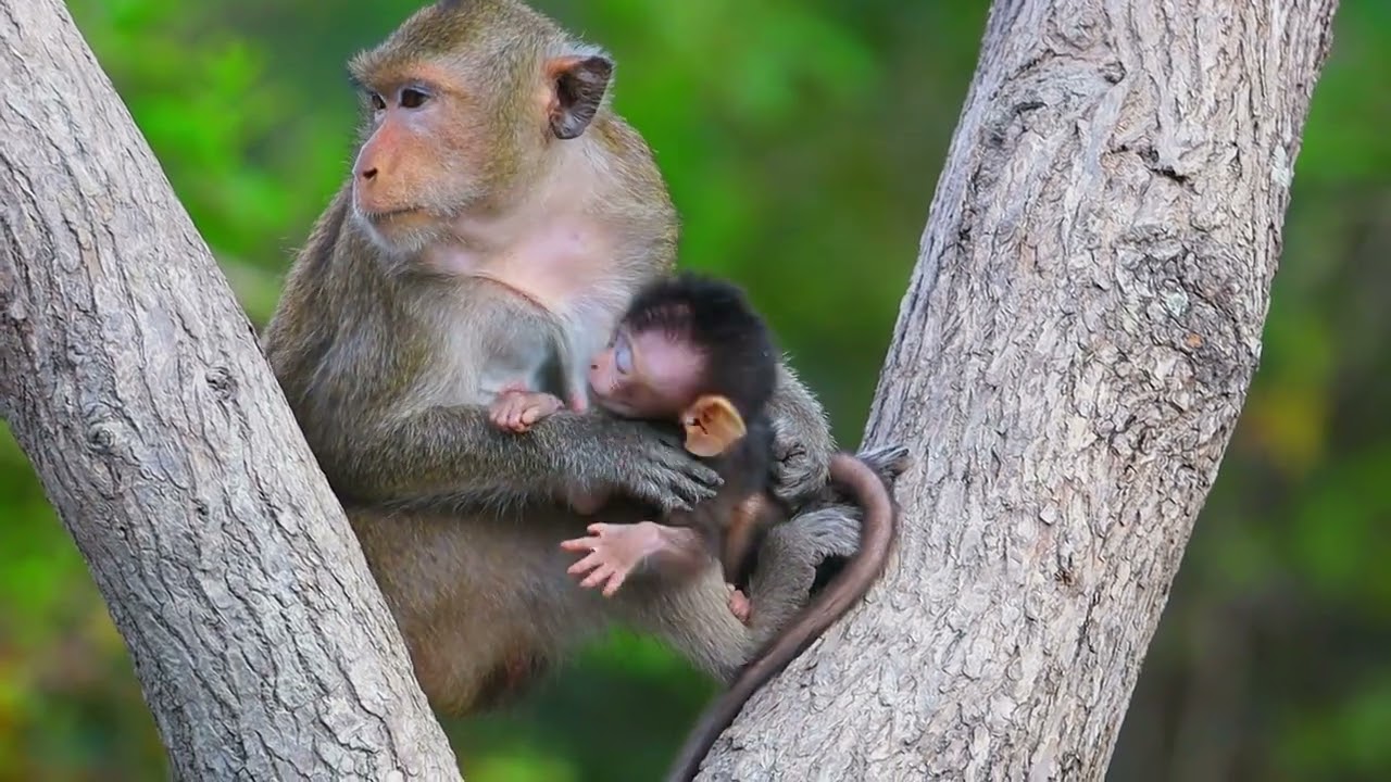 Monkey Show Views Videos | 02 |