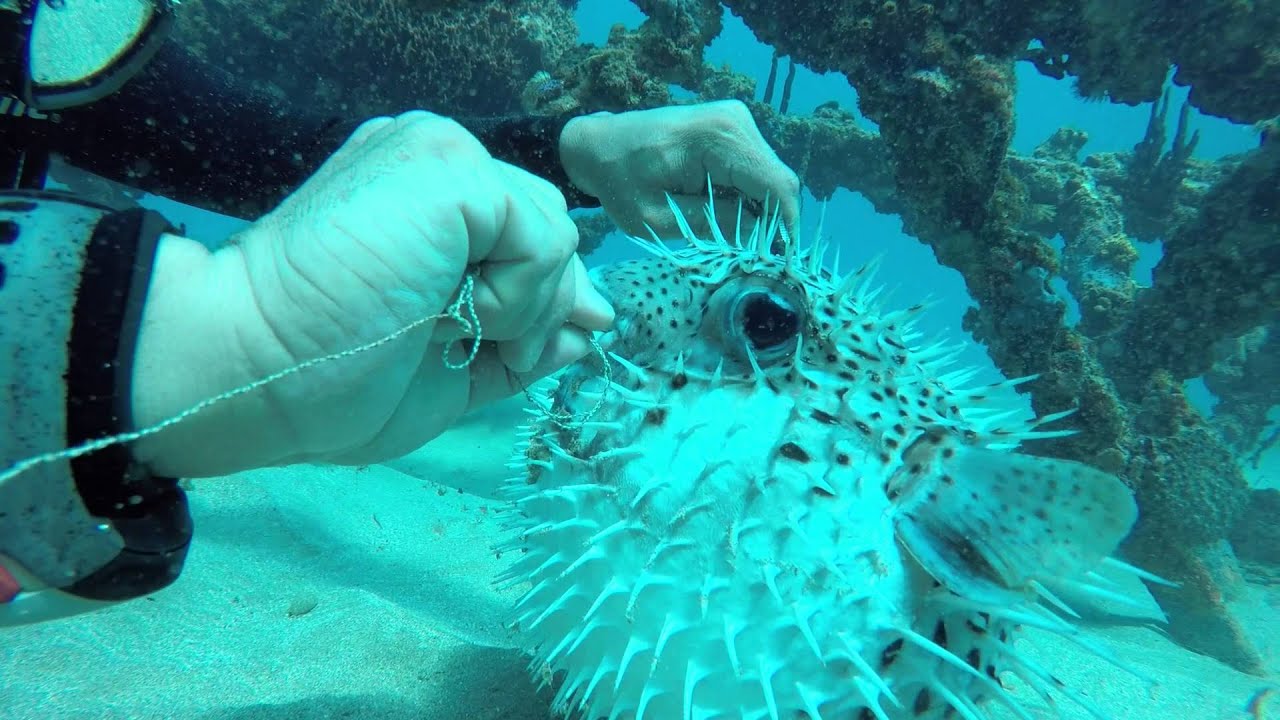 Blowfish Rescue Playa Crashboat 1/19/16