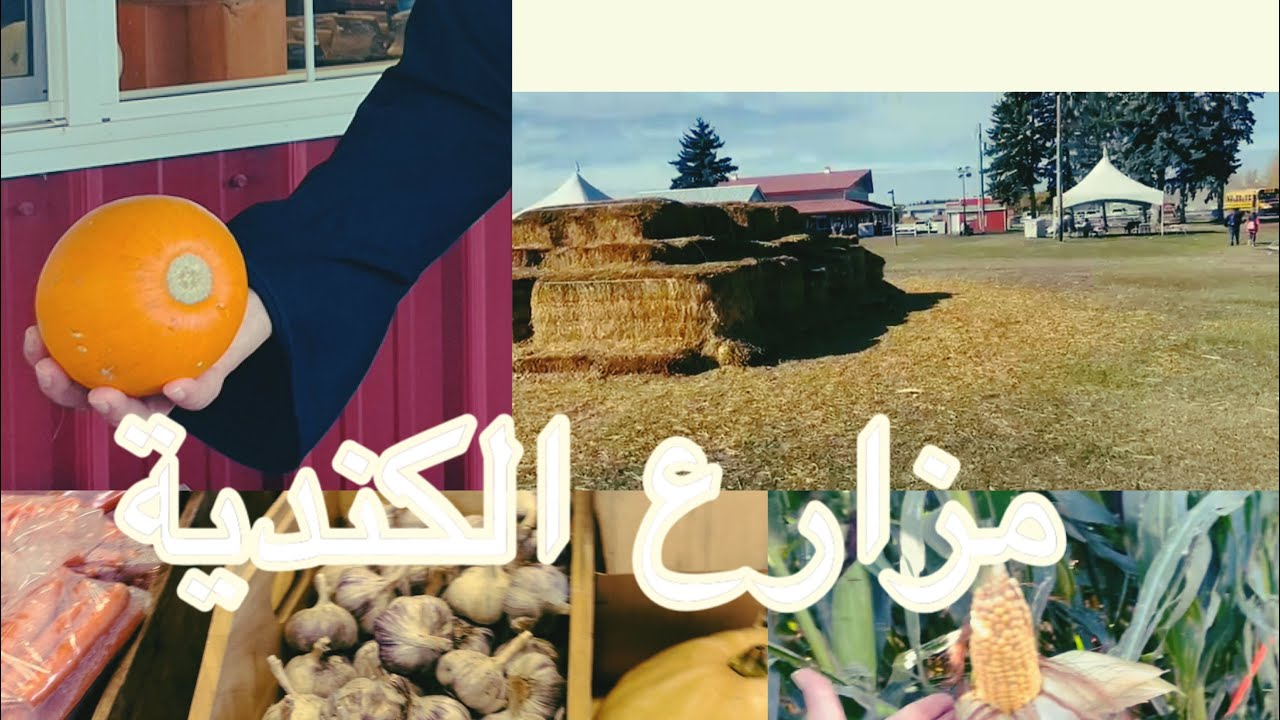 الريف الكندي / جوله في متاهة حقل الذرة💕