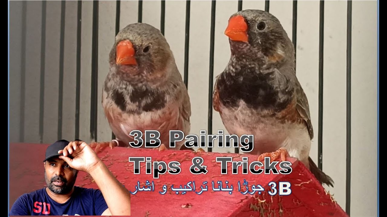 How to Pair 3B Zebra Mutation Finch birds 3b working Tips and Tricks | Pet birds | Bird breeding