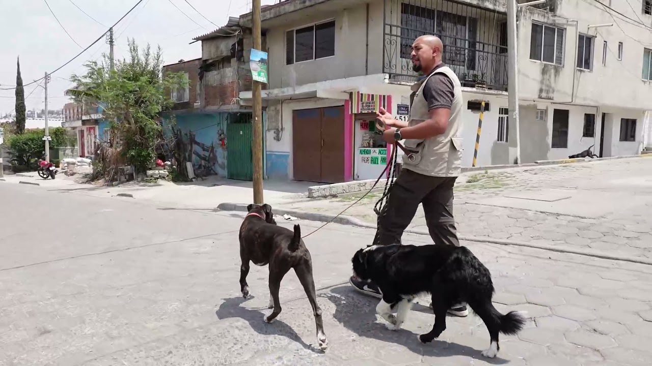 Mi PERRO ladra a PERROS en la CALLE, como SALIR CON 2 PERROS