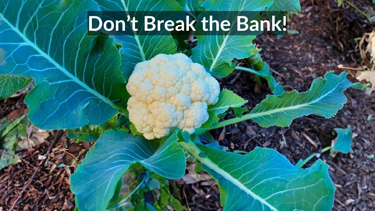 8 of the Best Ways to Save Money in the Garden!