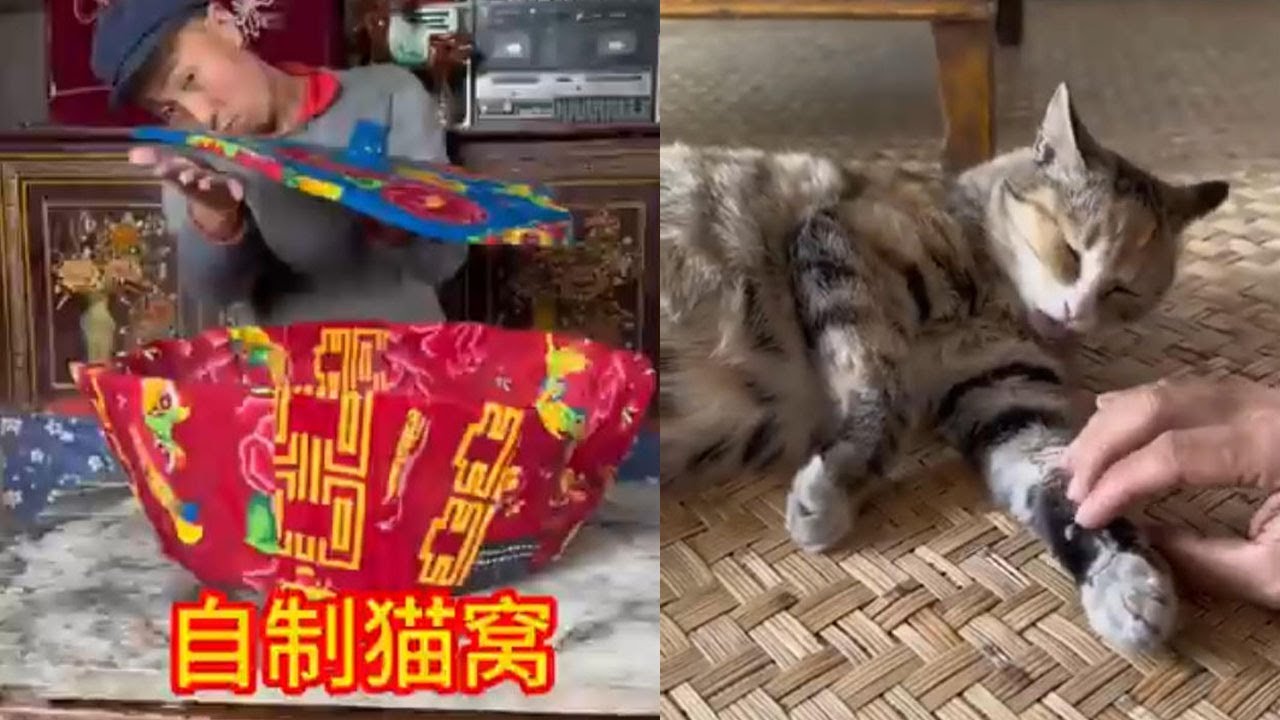 自製貓窩，真的太好用了#food #客家美食 #cooking #funny #美食分享日常